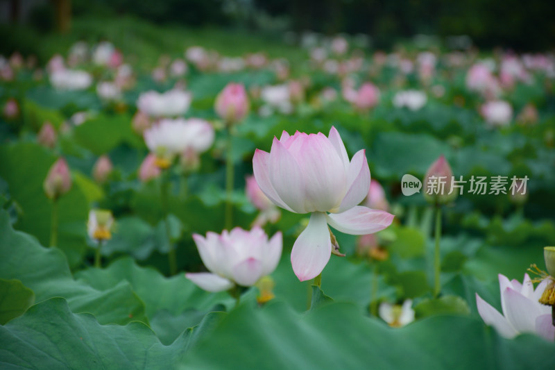 盛开的荷花