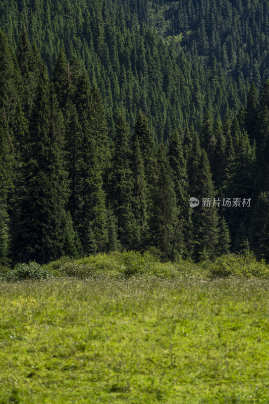 夏季长焦视角下的山林树木自然风光