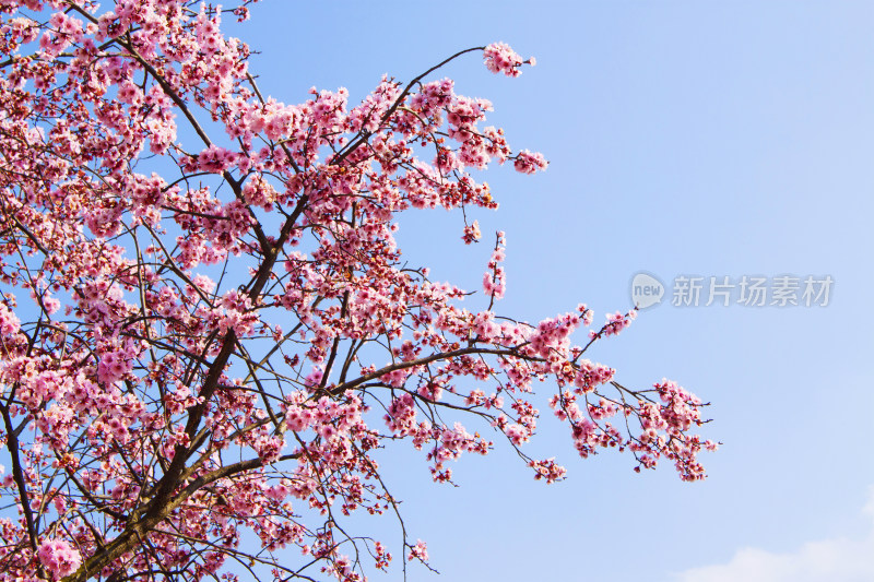 花朵植物春天天空风景背景自然户外樱花