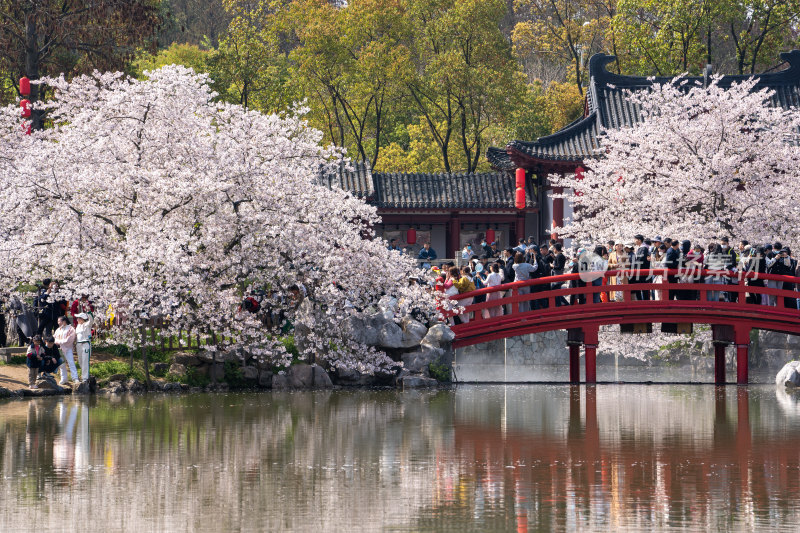 武汉东湖樱花园里的景色