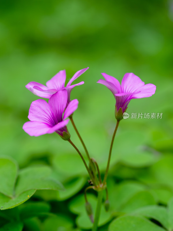 春天的酢浆草开花特写