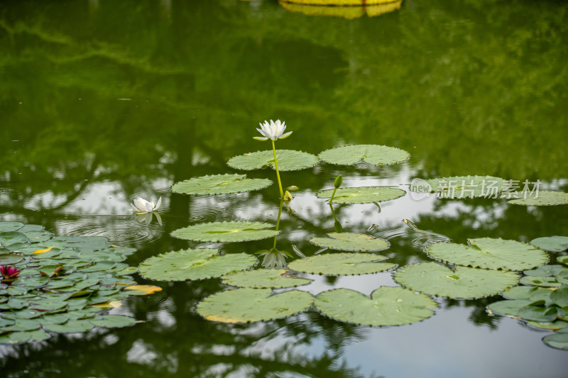 植物园睡莲特写