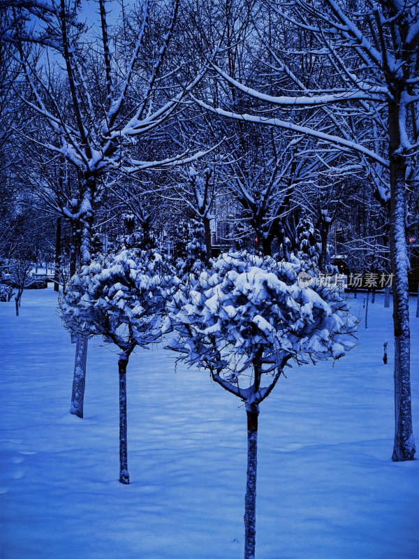 雪后树林树木银装素裹的冬日景象