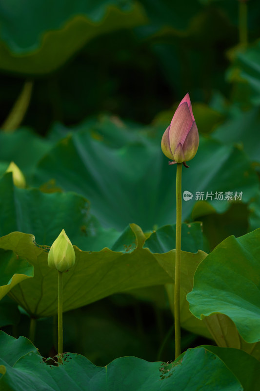 夏天的荷花