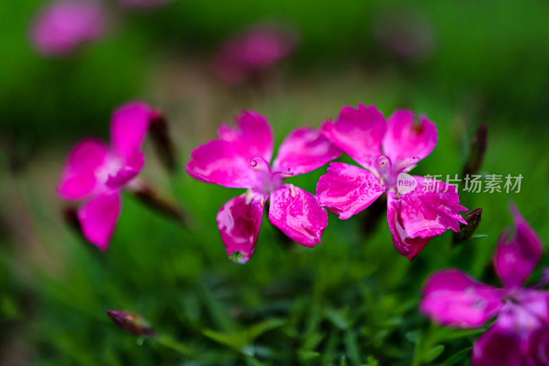 花园里的小红花 石竹