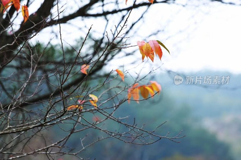 福建省泉州市德化县乡村植物特写