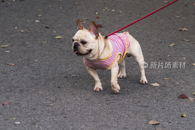 穿着条纹衣服的法斗犬被牵着行走