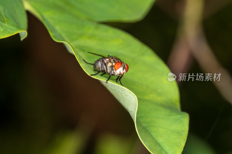 红眼苍蝇特写