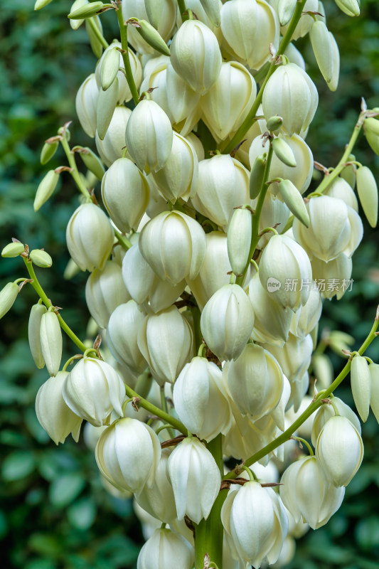 凤尾丝兰开花特写