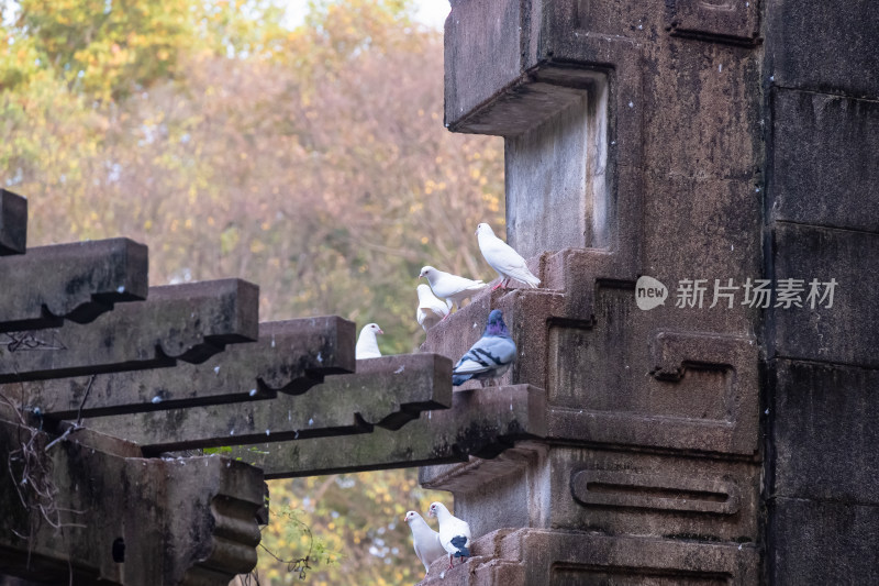 南京钟山风景名胜区音乐台白鸽风景