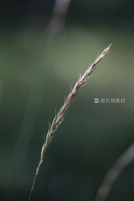 植物水果微距特写