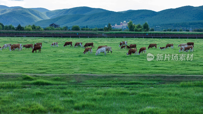 丽江拉市海湿地公园夏末风光茶马古道风景