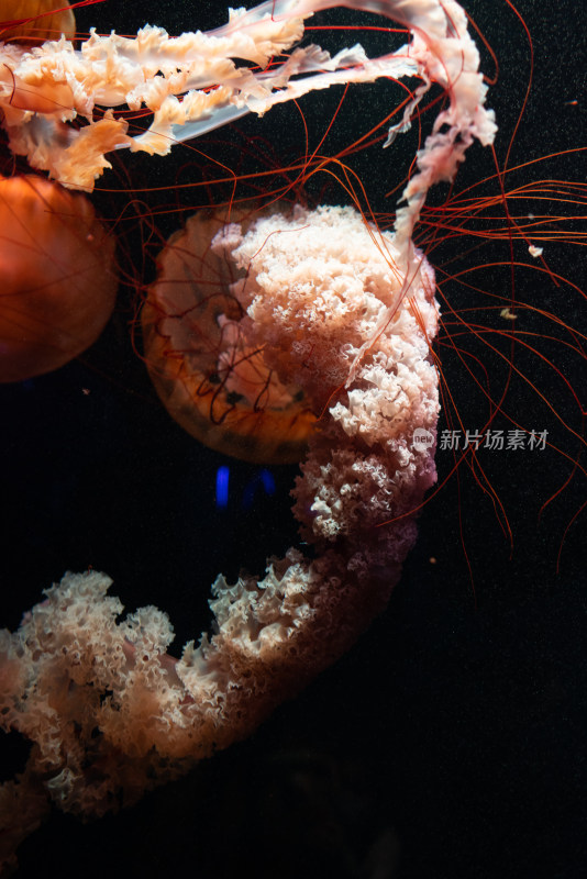 亚特兰蒂斯酒店水族馆