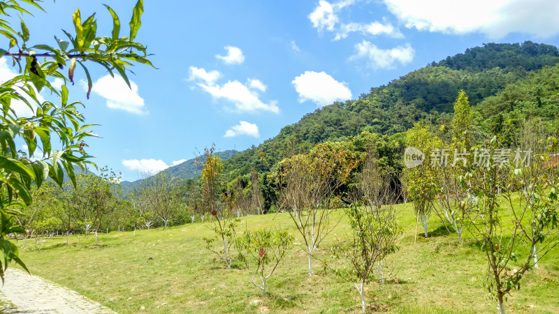 山间绿树成荫的开阔草地