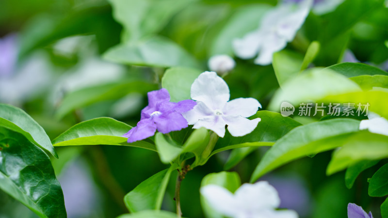 双色茉莉开花特写