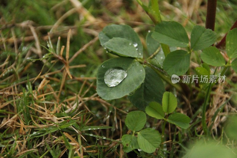 绿色和雨滴