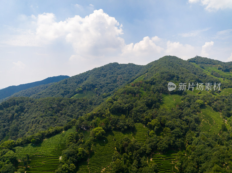 航拍杭州西湖龙井茶园 十里琅珰 龙井问茶