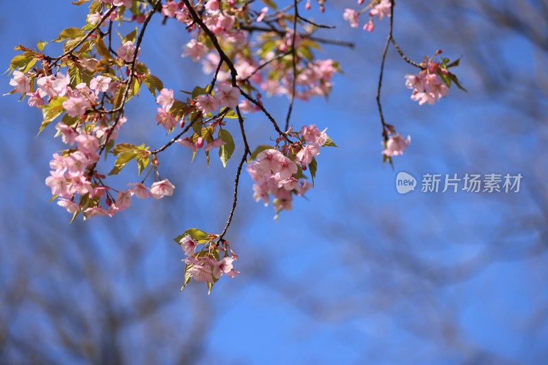 杭州西湖花港观鱼的河津樱樱花