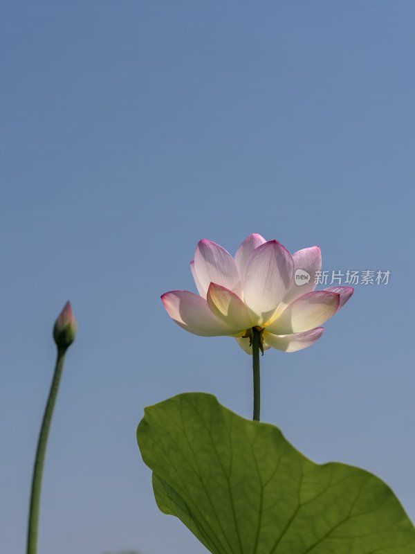 夏天池塘荷花莲花开放夏至立夏