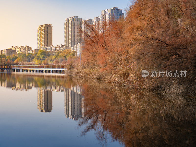 西宁 宁湖湿地公园 青海 秋天 秋季