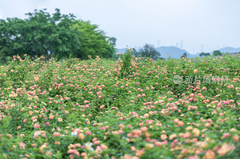 马缨丹花