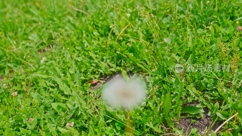 草地上的蒲公英