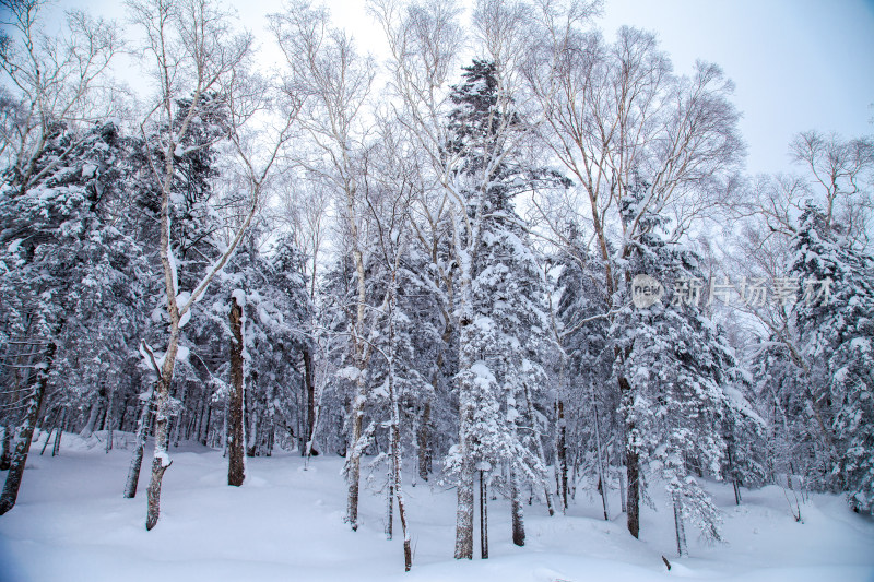 黑龙江 双峰林场 雪乡