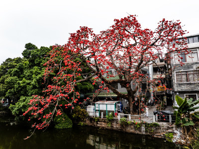 中国广东省广州市海珠区黄埔村木棉花