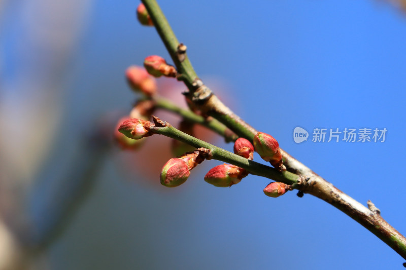 广州白云山的梅花