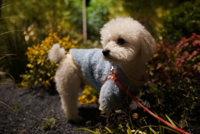 萌宠比熊犬