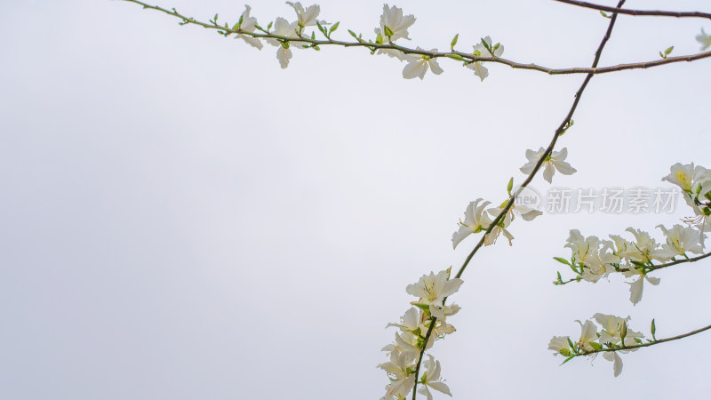 春花白色白豆花水平视角