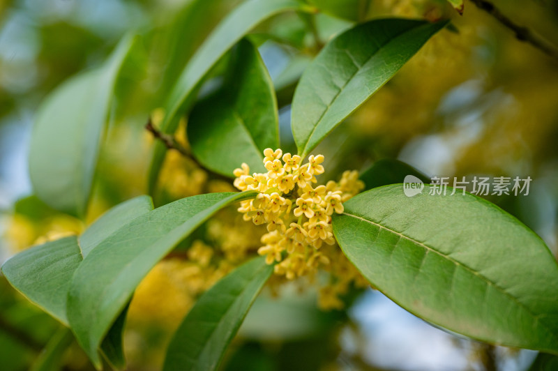 桂花树上盛开的金色桂花