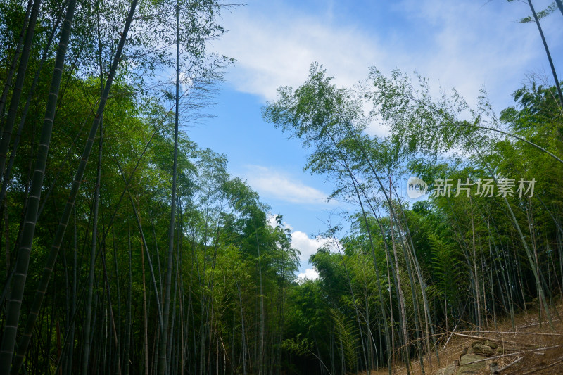 山中的风景