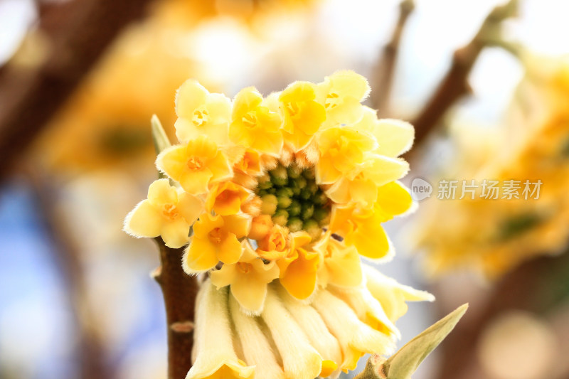 立春时节金黄的结香花盛开