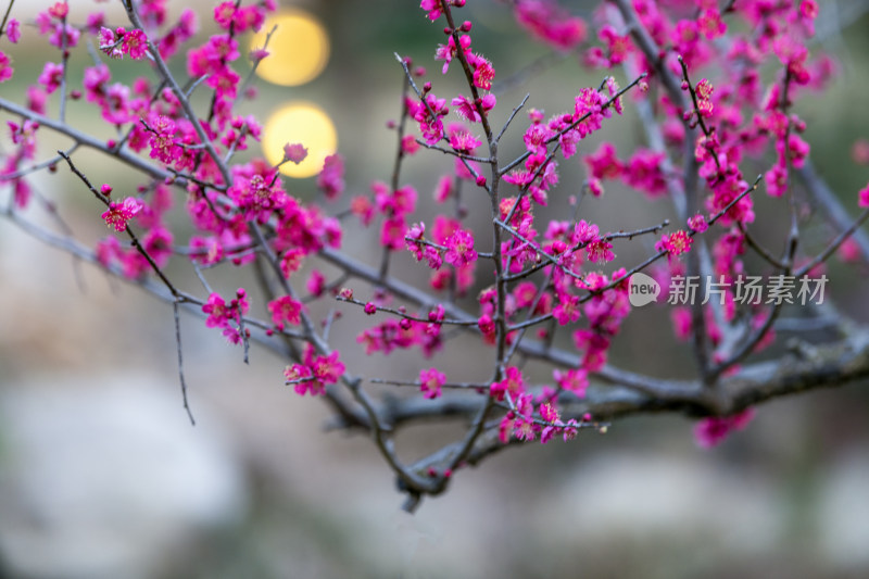盛开的粉色梅花特写