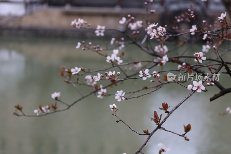 水边绽放的粉色花枝