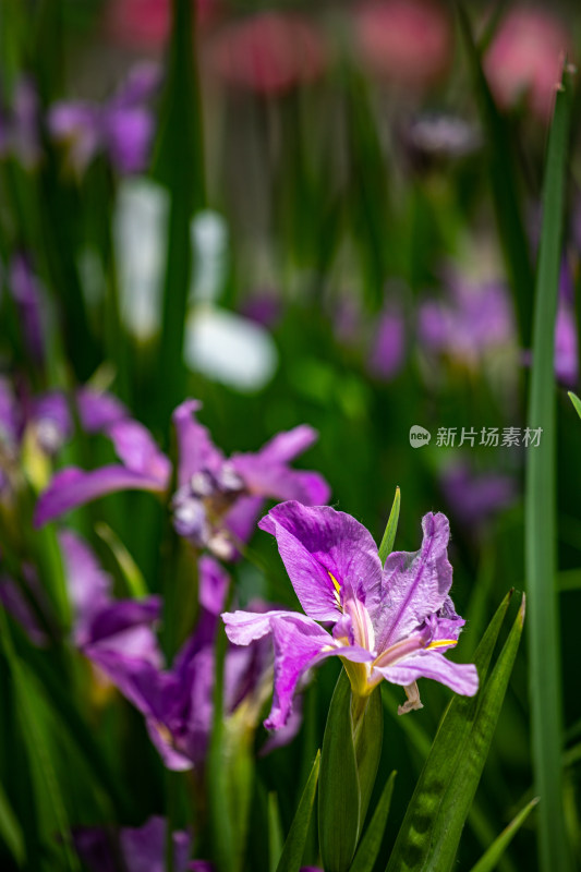 洛阳王城公园水仙花开