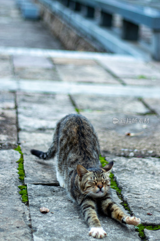 伸懒腰的猫猫