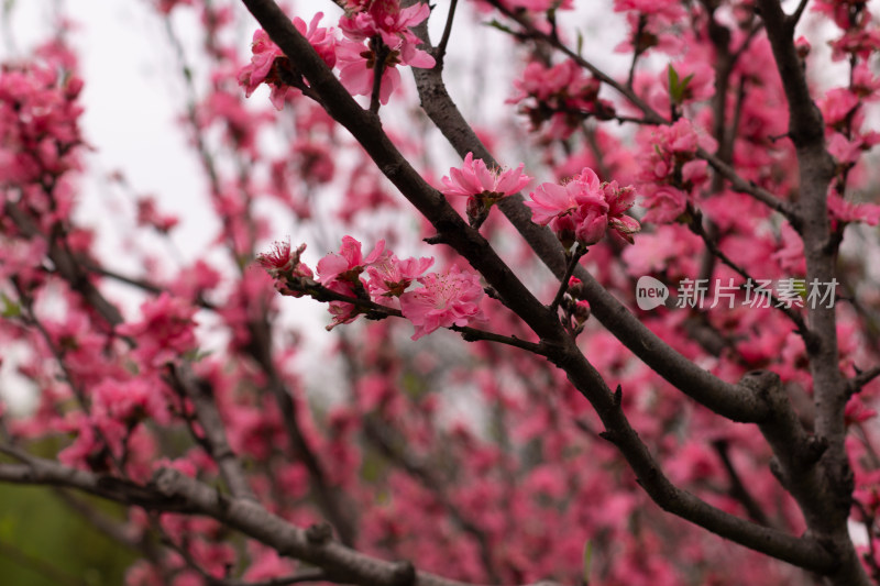 粉色桃花盛开的树枝近景