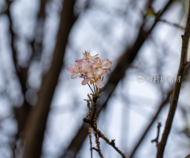 盛开的杏梅花