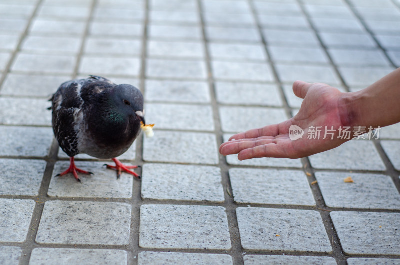 喂食一只鸽子