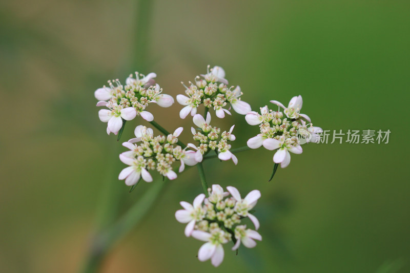 白色小花微距特写