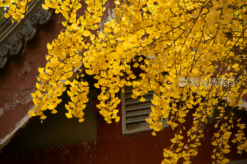 北京圆明园秋日古建筑屋檐与金黄银杏叶