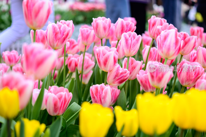 郁金香花卉景观