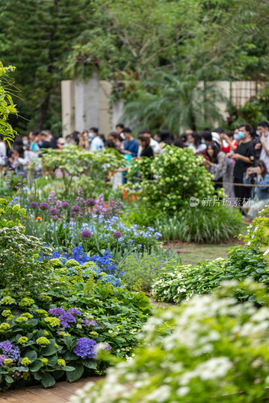 深圳仙湖植物园花展