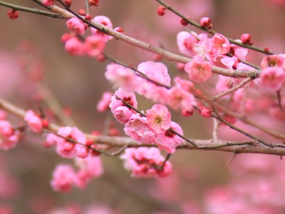 粉色梅花特写