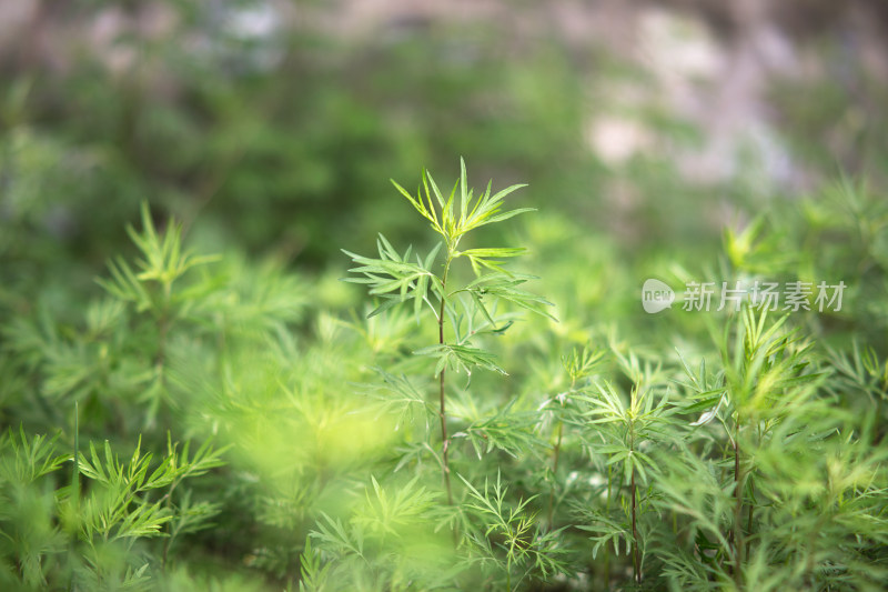 生长旺盛的小叶艾草