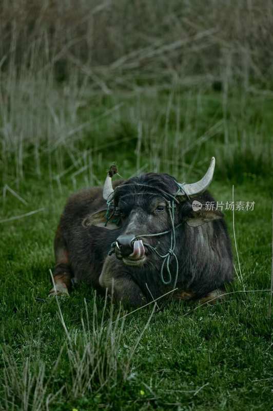 水牛躺在草地上 休闲