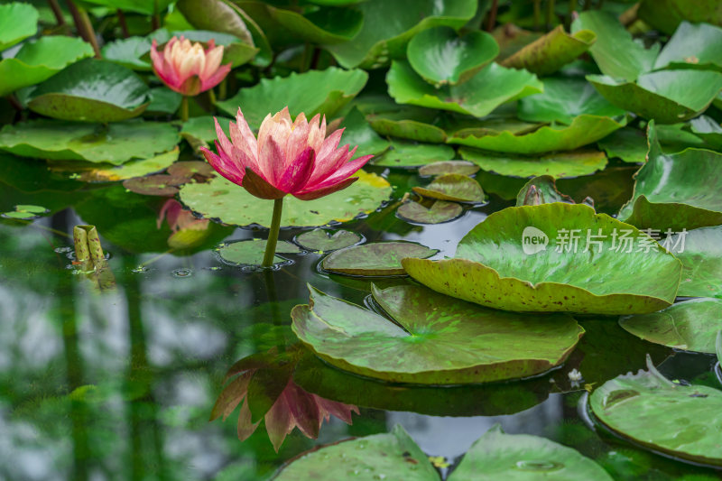 武汉中国科学院武汉植物园风光