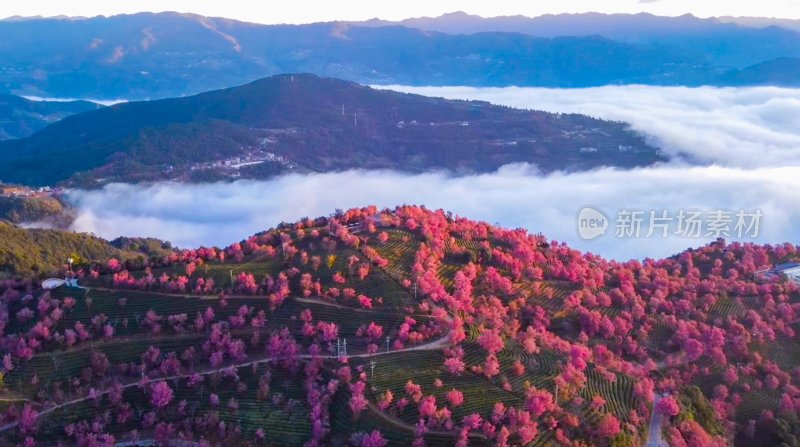 航拍云海中的无量山樱花谷茶园茶山